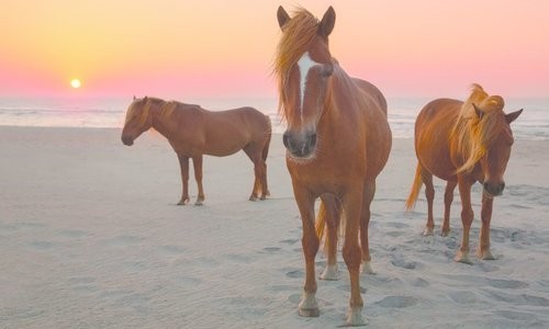 Assateague-MD-Tourism.jpg Three horses on the beach at sunset